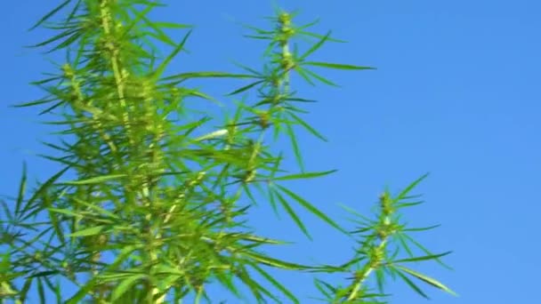 自然の野生の隅に発芽した若い大麻の野生の緑の茂み — ストック動画
