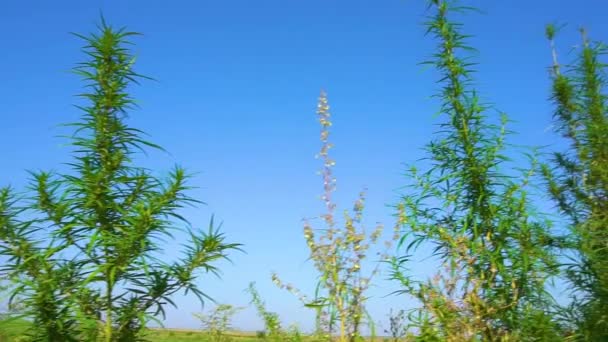 Arbustos Verdes Silvestres Marihuana Joven Brotado Los Rincones Salvajes Naturaleza — Vídeo de stock