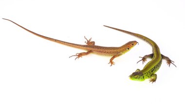 yeşil kertenkele beyaz arkaplanda izole