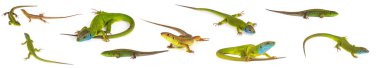 Yeşil kertenkele seti koleksiyonu beyaz arka plan üzerinde izole