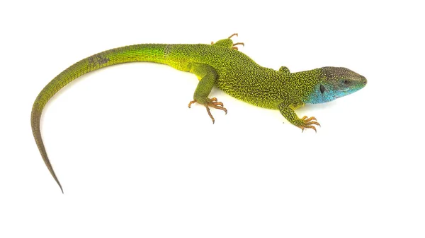 yeşil kertenkele beyaz arkaplanda izole