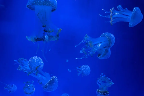 Аквариум Медуз Рыбы Водорослей — стоковое фото