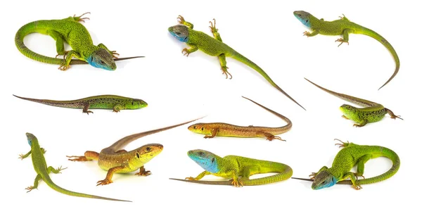 绿色蜥蜴集集合隔离在白色背景上 — 图库照片