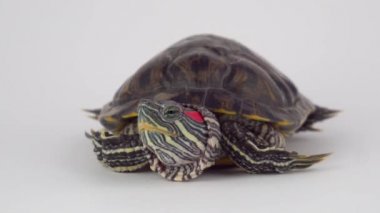 Beyaz arka plan Pond kaydırıcı üzerinde Kaplumbağa