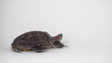 Beyaz arka plan Pond kaydırıcı üzerinde Kaplumbağa