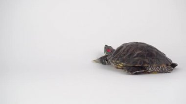 Beyaz arka plan Pond kaydırıcı üzerinde Kaplumbağa