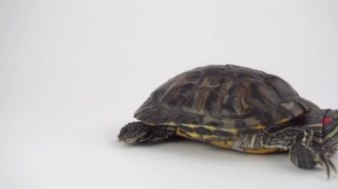 Beyaz arka plan Pond kaydırıcı üzerinde Kaplumbağa