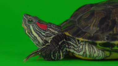 Yeşil arka planda kaplumbağa trakemileri