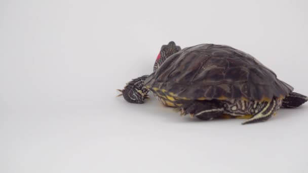 Черепаха Белом Фоне — стоковое видео