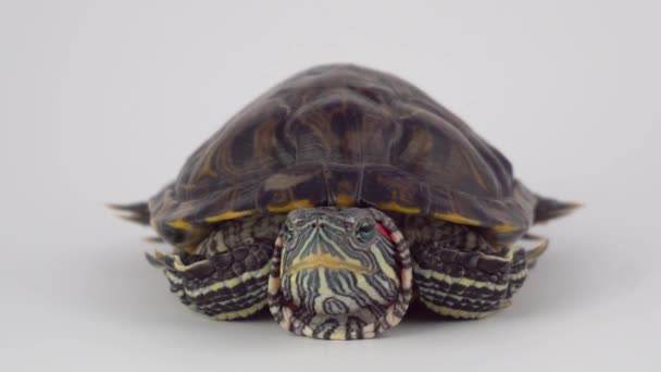 Schildpad Een Witte Achtergrond Vijver Slider — Stockvideo