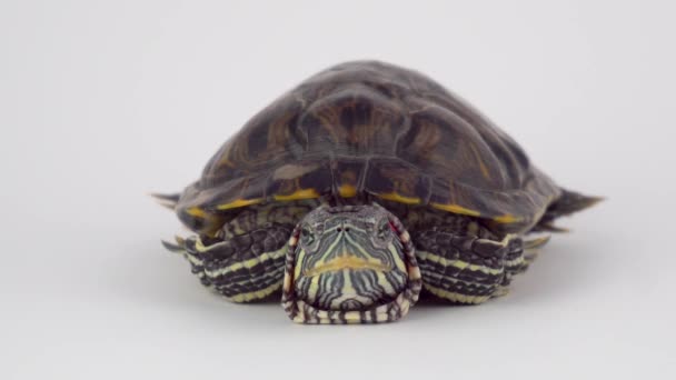 Schildkröte Auf Einem Weißen Hintergrund Teich Schieberegler — Stockvideo