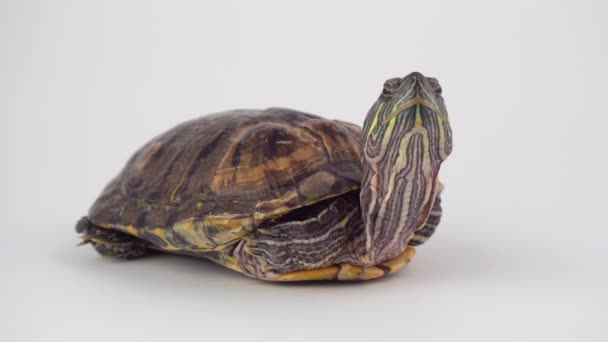 Schildpad Een Witte Achtergrond Vijver Slider — Stockvideo