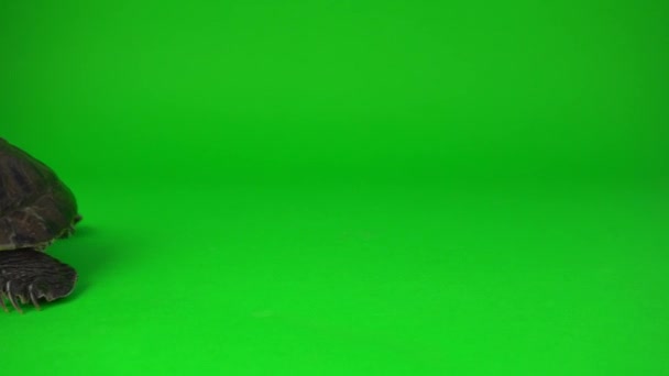 Schildpad Trachemys Een Groen Achtergrond Scherm — Stockvideo