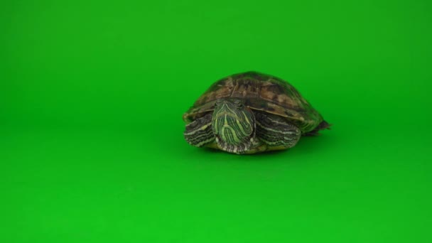Želví Trachemys Zeleném Pozadí Obrazovky — Stock video