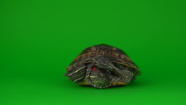 Trachemys Tortuga Una Pantalla Fondo Verde — Vídeo de stock