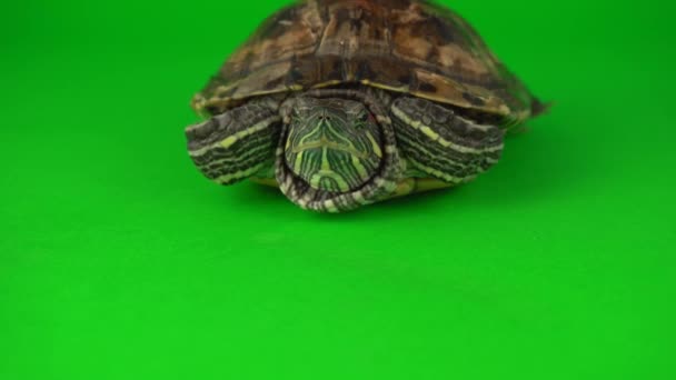 Trachemys Tartaruga Uma Tela Fundo Verde — Vídeo de Stock