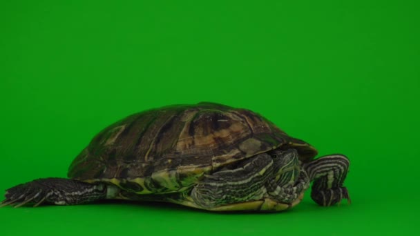 Trachemys Tortuga Una Pantalla Fondo Verde — Vídeos de Stock