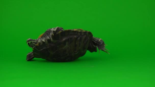 Trachemys Χελώνα Μια Πράσινη Οθόνη Φόντου — Αρχείο Βίντεο