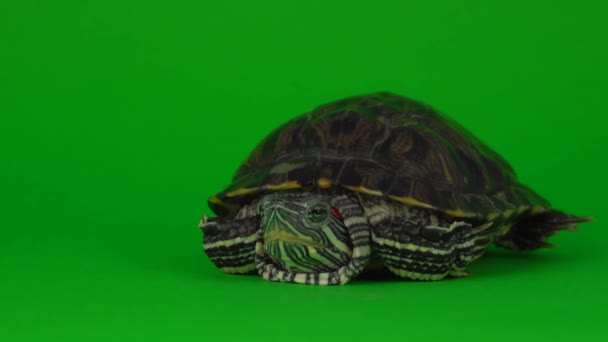 Trachemy Żółwiowe Zielonym Ekranie Tła — Wideo stockowe