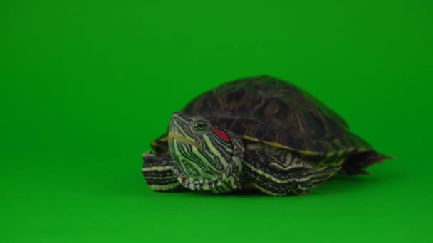 Trachemys Tartaruga Uma Tela Fundo Verde — Vídeo de Stock