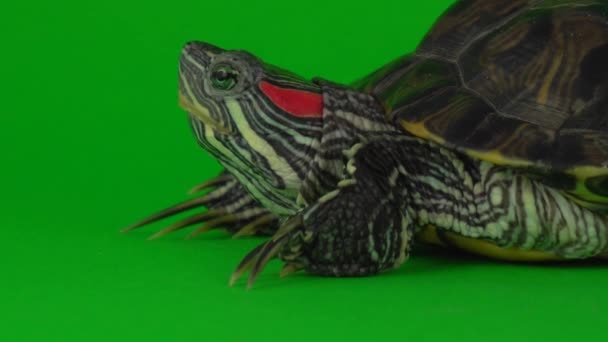 Trachemys Tartaruga Uma Tela Fundo Verde — Vídeo de Stock