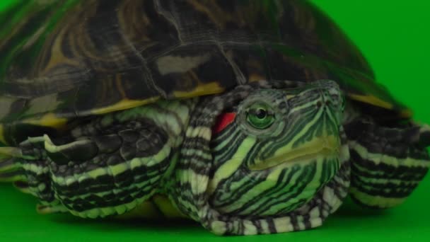 Schildkrötentrachemie Auf Grünem Hintergrund — Stockvideo