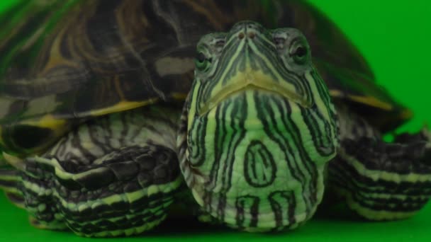 Trachemy Żółwiowe Zielonym Ekranie Tła — Wideo stockowe