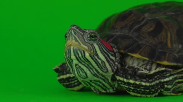 Trachemys Tartaruga Uma Tela Fundo Verde — Vídeo de Stock