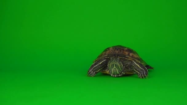 Tartaruga Trachemys Uno Schermo Sfondo Verde — Video Stock