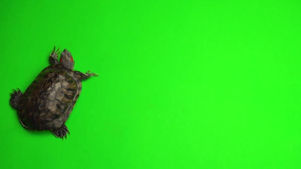 Schildkrötentrachemie Auf Grünem Hintergrund — Stockvideo