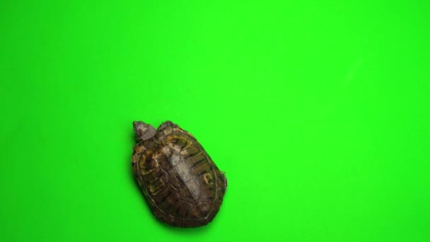 Tartaruga Trachemys Uno Schermo Sfondo Verde — Video Stock
