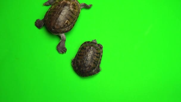 Schildpad Trachemys Een Groen Achtergrond Scherm — Stockvideo