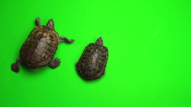 Teknős Teknősök Egy Zöld Háttér Képernyőn — Stock videók