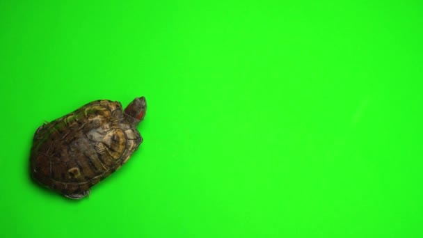 Trachemys Tartaruga Uma Tela Fundo Verde — Vídeo de Stock