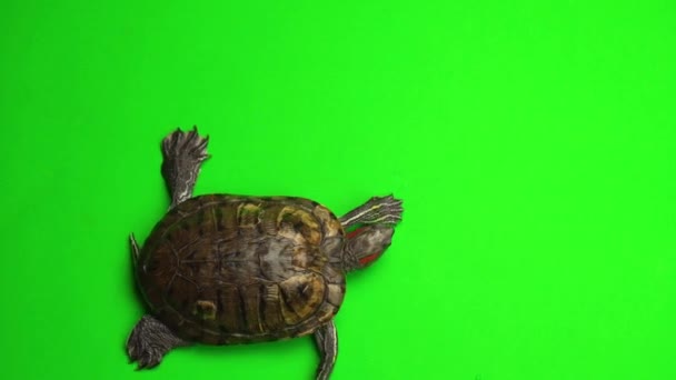 Turtle Trachemys Green Background Screen — Stock Video