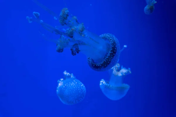 Acuario Medusas Peces Algas — Foto de Stock