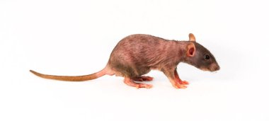 Gri Dumbo Sfenks sıçan beyaz arka plan üzerinde izole