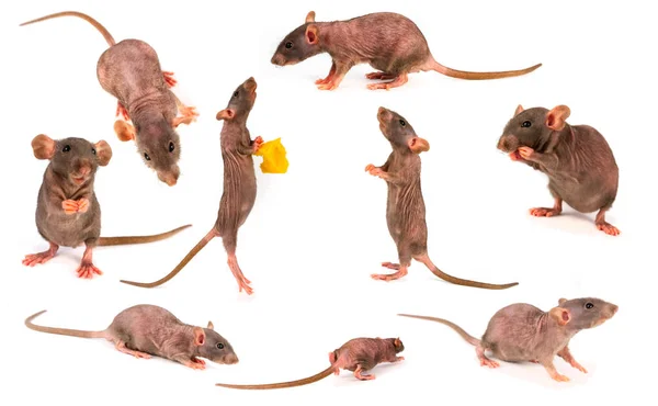 Rato Dumbo Coleção Cinza Conjunto Isolado Fundo Branco — Fotografia de Stock