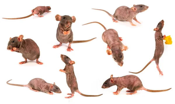 Rat Dumbo Gray Collection Set Isolated White Background — Stock Photo, Image