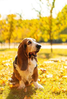 Köpek Basset Tazı Güz Park Yürüyüşü