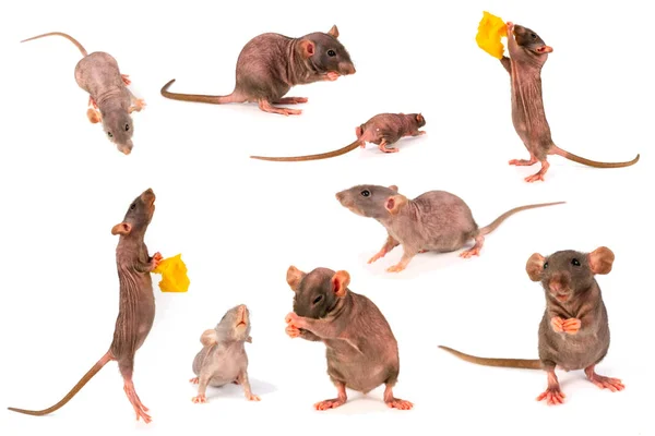 Rat Dumbo Collection Grise Mis Isolé Sur Fond Blanc — Photo