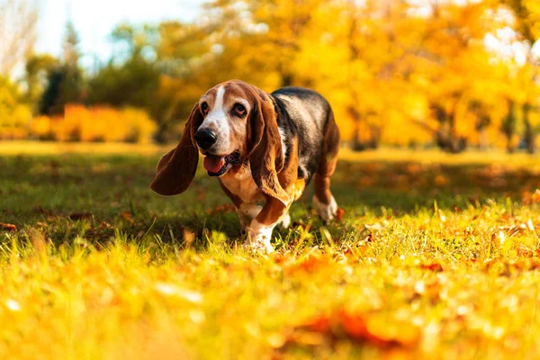 Hund Basset Hund Höst Park Walk — Stockfoto