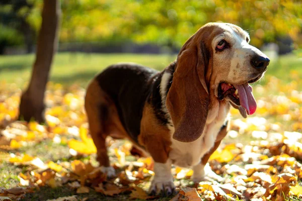 Hund Basset Hund Höst Park Walk — Stockfoto