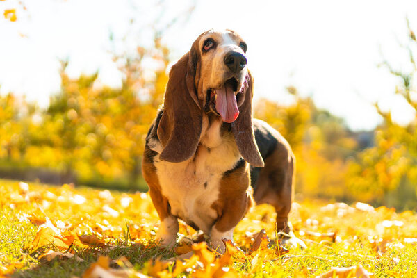 Dog Basset Hound Autumn Park Walk