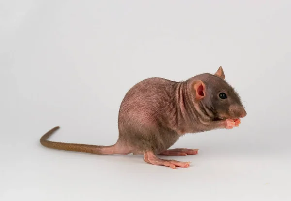 Grijze Dumbo Sphinx Rat Geïsoleerd Witte Achtergrond — Stockfoto