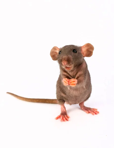 Grijze Dumbo Sphinx Rat Geïsoleerd Witte Achtergrond — Stockfoto