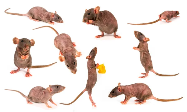 Rat Dombo Gray Collectie Set Geïsoleerd Witte Achtergrond — Stockfoto
