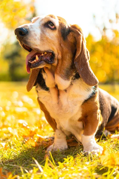 Cane Basset Segugio Autunno Parco Piedi — Foto Stock