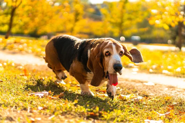 Pies Basset Hound Jesienny Park Walk — Zdjęcie stockowe