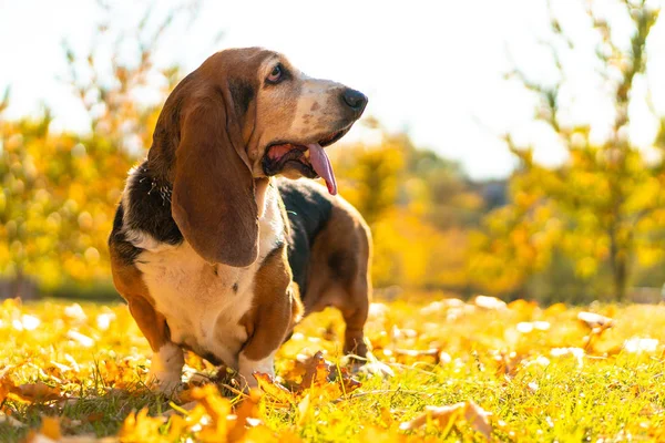 Perro Basset Hound Autumn Park Paseo — Foto de Stock